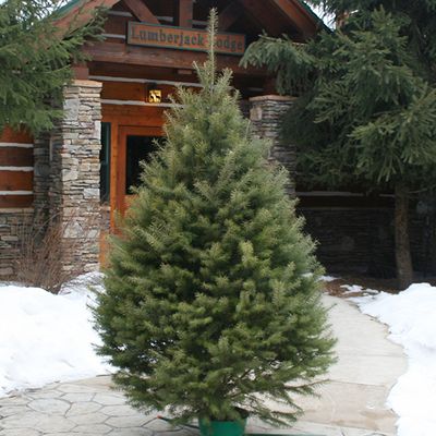 Douglas Fir
