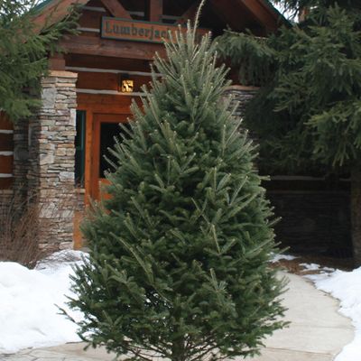 Balsam Fir