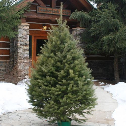 Premium Douglas Fir #1 7-8’