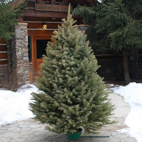 Blue Spruce #1 6-8’