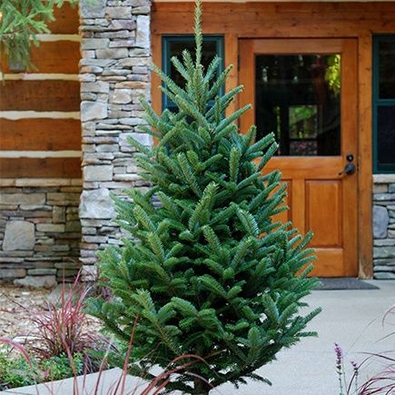 Fraser Fir Table Top W/ Stand 3-4’