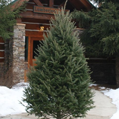 Premium Balsam Fir #1 7-8’