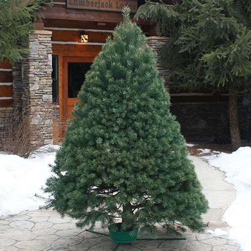 Premium Scotch Pine #1 6-7’