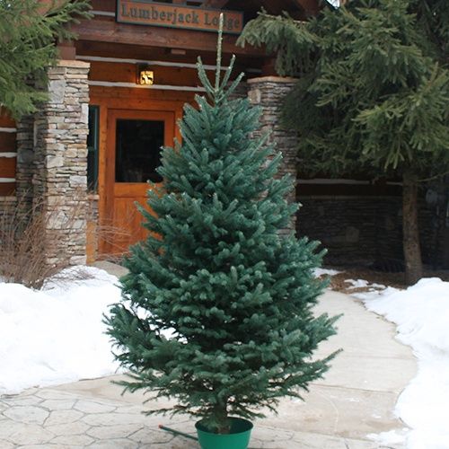 Premium Black Hills Spruce #1 6-7’