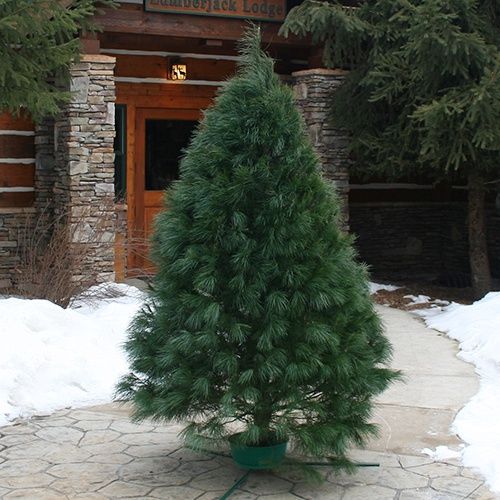White Pine #1 6-8’