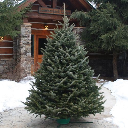 Premium Fraser Fir #1 5-6'