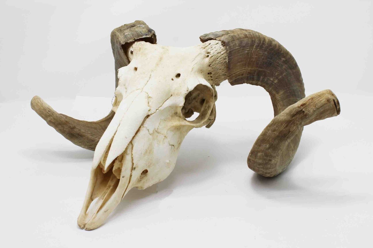 RAM SKULL #1/2 A/B QUALITY 5546