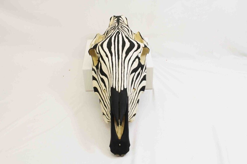 HORSE SKULL 6384