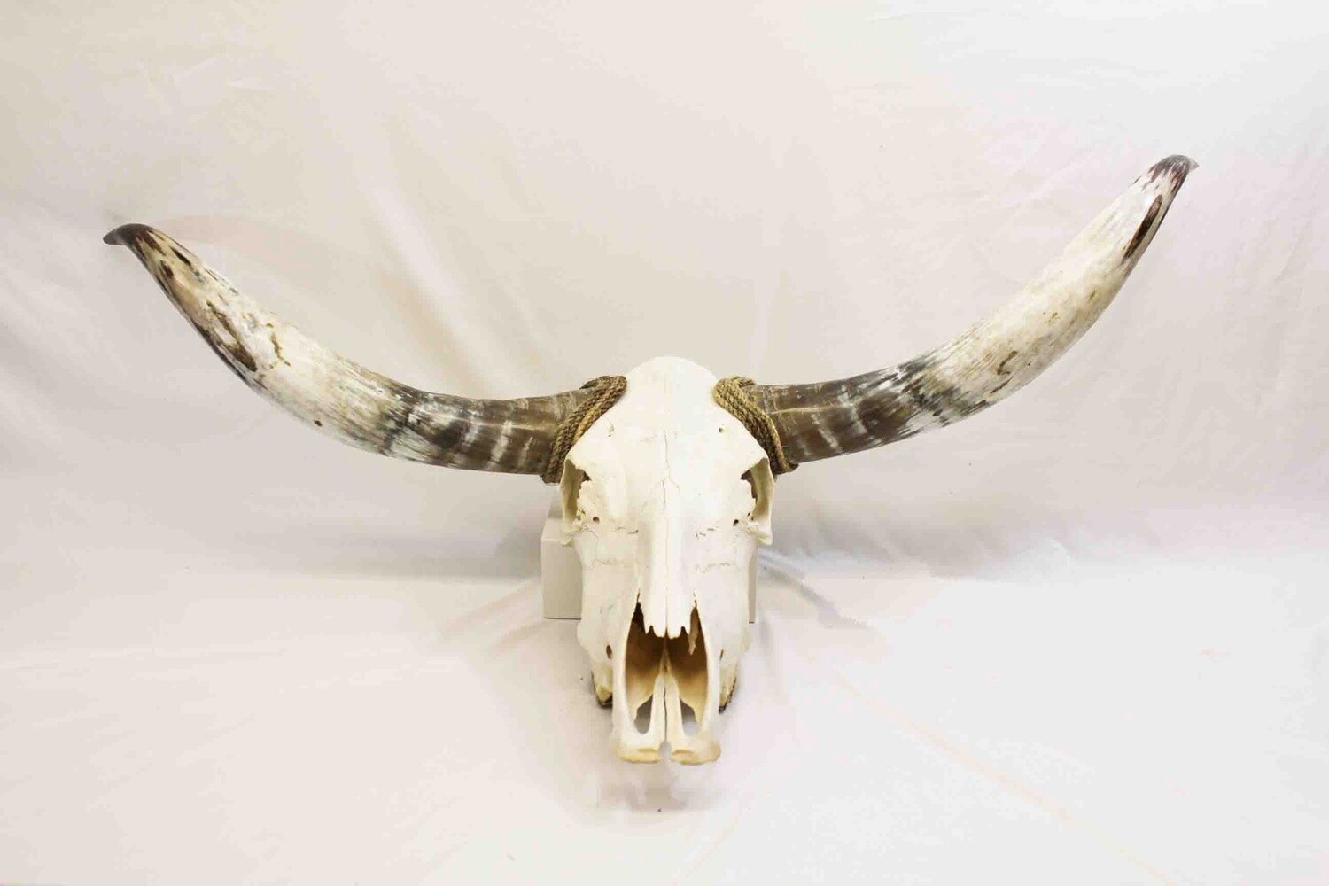 LONGHORN COW SKULL WITH ATTACHED POLISHED HORNS 14265