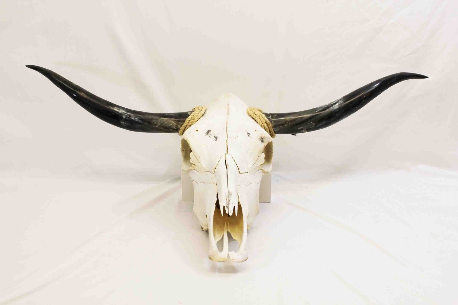LONGHORN COW SKULL WITH ATTACHED POLISHED HORNS 362