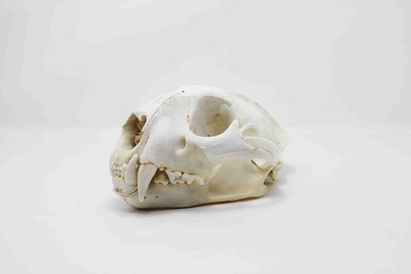 MOUNTAIN LION SKULL #1 A GRADE QUALITY 12521