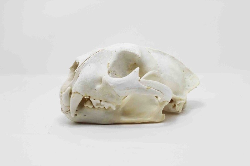 MOUNTAIN LION SKULL #1 A GRADE QUALITY 12521