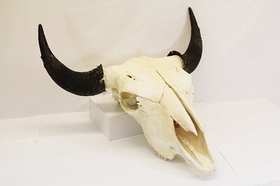 BISON SKULL #1 QUALITY BUFFALO 3-4 YEARS OLD 8700