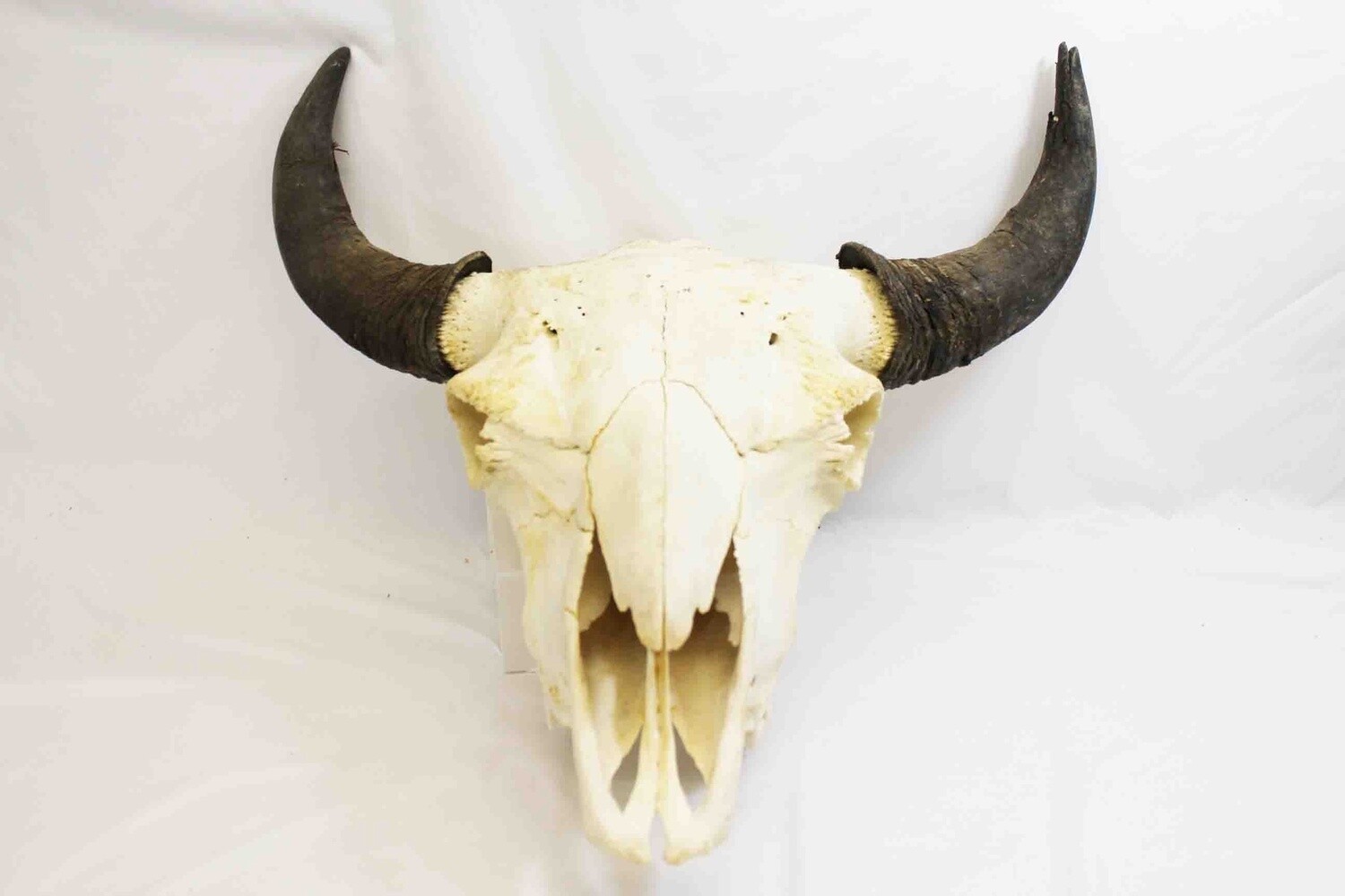 BISON HERD BULL SKULL.#1 QUALITY BUFFALO 8708