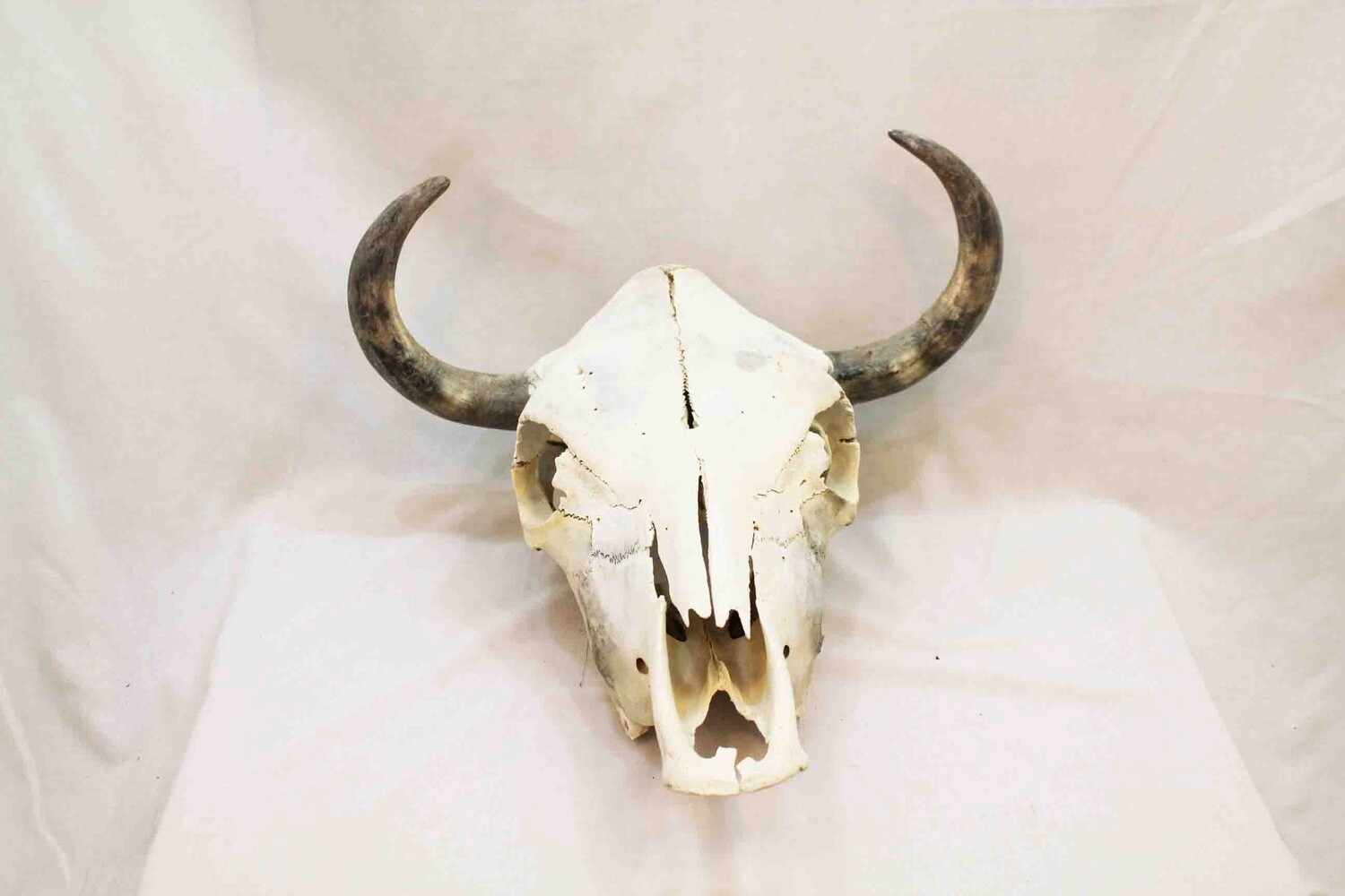 COW SKULL COMPLETELY CLEANED WITH NATURAL BONE AND HORNS. 384