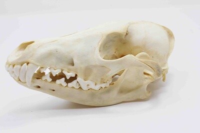 COYOTE SKULL #1 A QUALITY 584