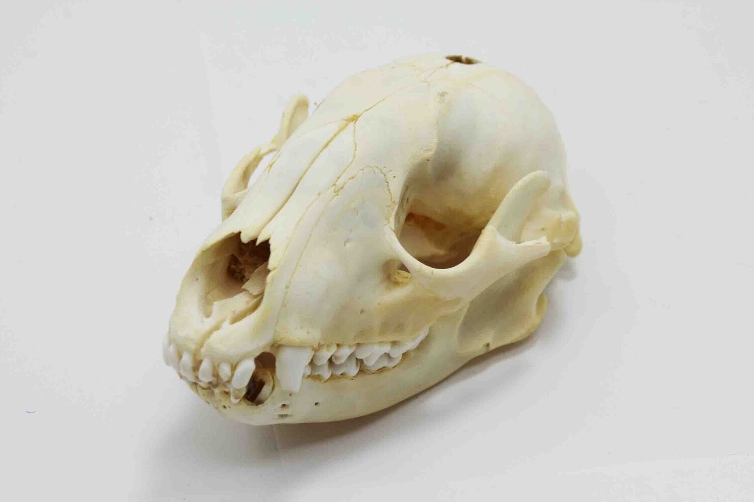 RACCOON SKULL #2 QUALITY 16252