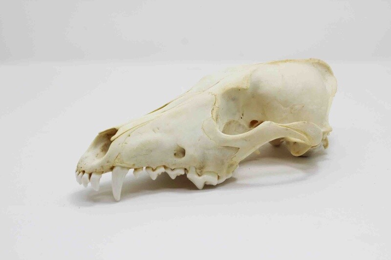 COYOTE SKULL TOP ONLY WITH FANGS 16250