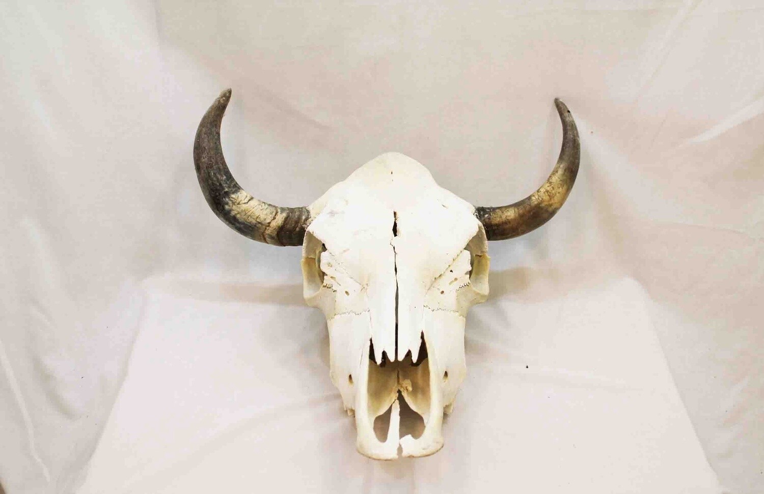COW SKULL COMPLETELY CLEANED WITH NATURAL BONE AND HORNS. 688