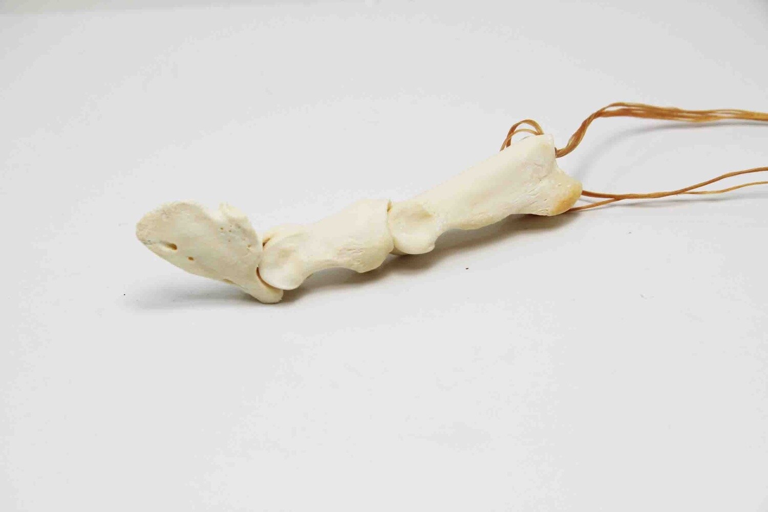 GOAT OR SHEEP TOE BONES ARTICULATION 32