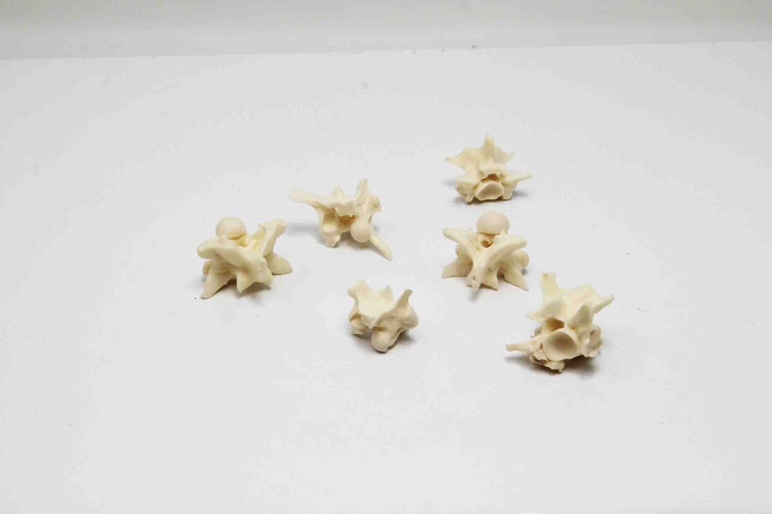 EXOTIC SNAKE VERTEBREA /gm APPROXIMATELY 1gm /pc AVERAGE 53