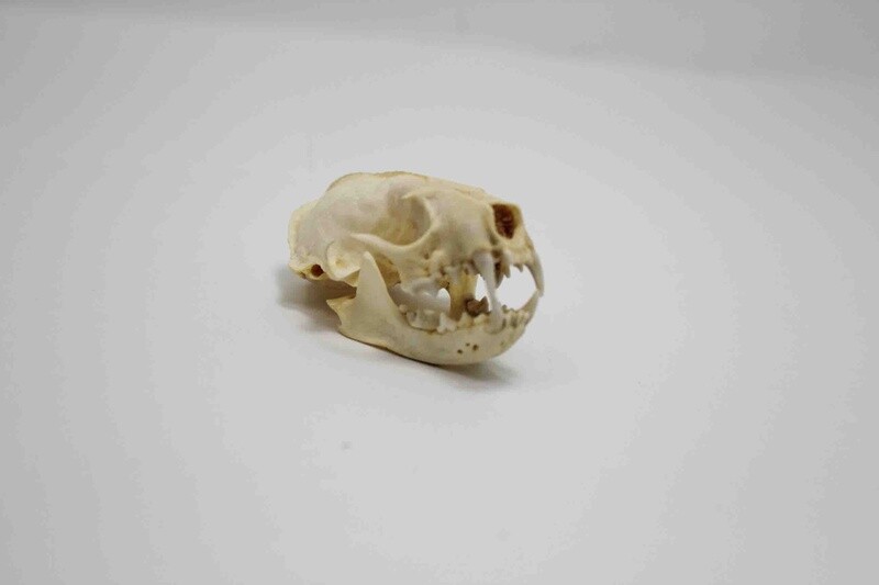 MINK SKULL #1 A QUALITY 594