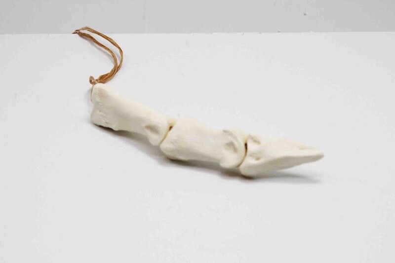 DEER TOE BONES ARTICULATION 31
