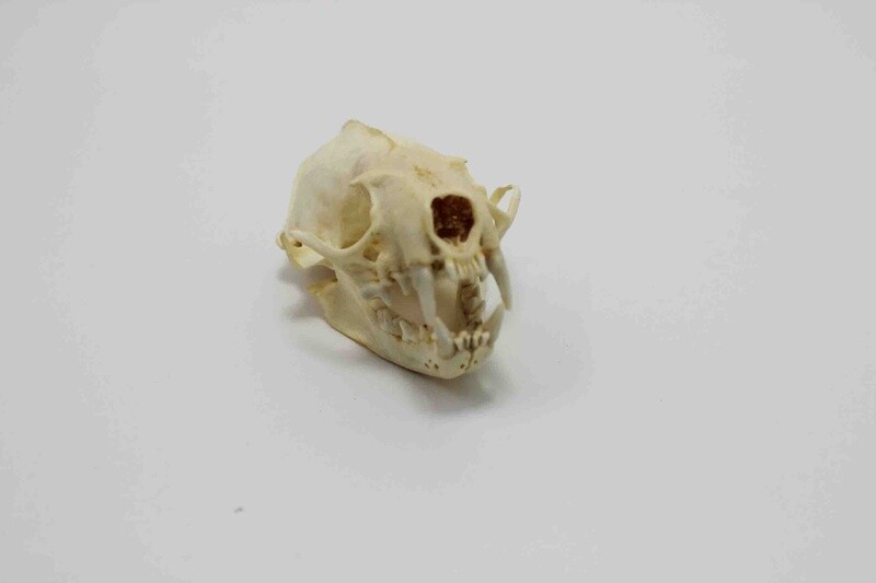 MINK SKULL #1 A QUALITY 594