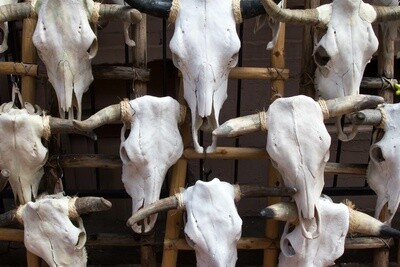 COW SKULL COMPLETELY CLEANED WITH NATURAL BONE AND HORNS. 689