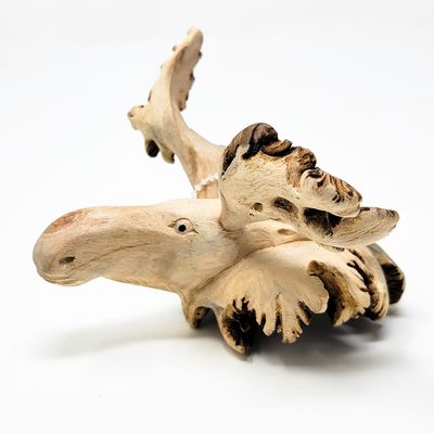 MOOSE HEAD STATUE 1906