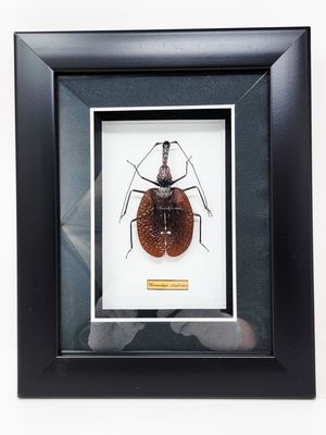 GUITAR BEETLE OR FLYING GECKO OR  LEAF GRASSHOPPER IN FRAMED SHADOW BOX 2225