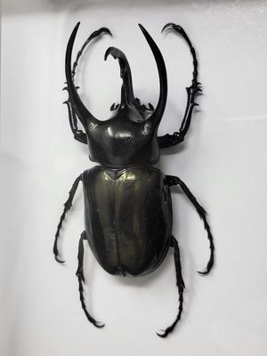 BEETLE IN FRAMED SHADOW BOX (Chalcosoma Caucasus) 2226