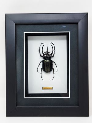 BEETLE IN FRAMED SHADOW BOX (Chalcosoma Caucasus) 2226