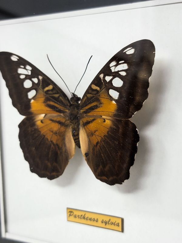 BUTTERFLY IN SHADOW BOX 2221