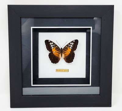 BUTTERFLY IN SHADOW BOX 2221