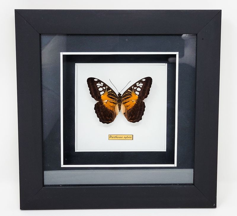 BUTTERFLY IN SHADOW BOX 2221