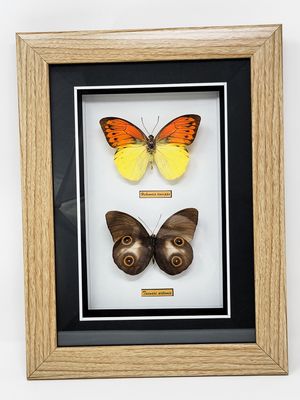 BUTTERFLIES SET OF 2 BOX 2222