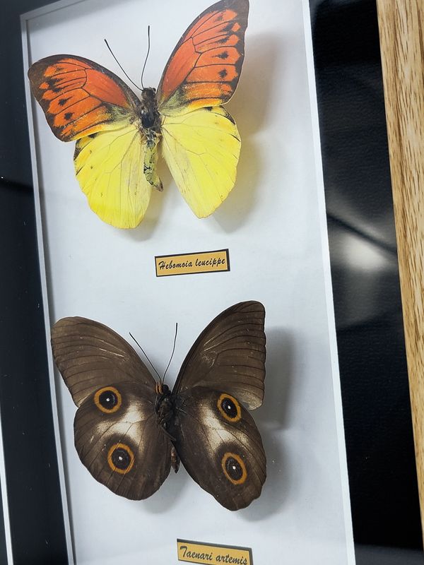 BUTTERFLIES SET OF 2 BOX 2222