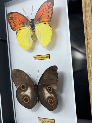 BUTTERFLIES SET OF 2 BOX 2222