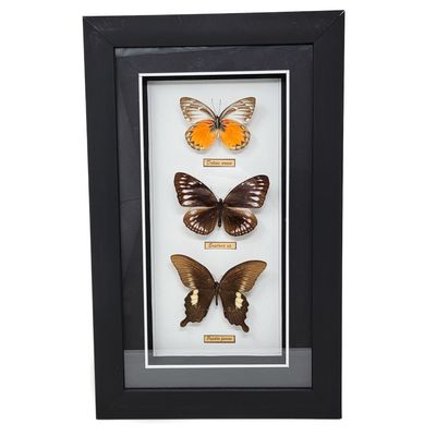 BUTTERFLIES SET OF 3 BOX 2223