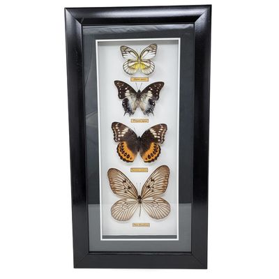 BUTTERFLIES SET OF 4 IN SHADOW BOX 2224