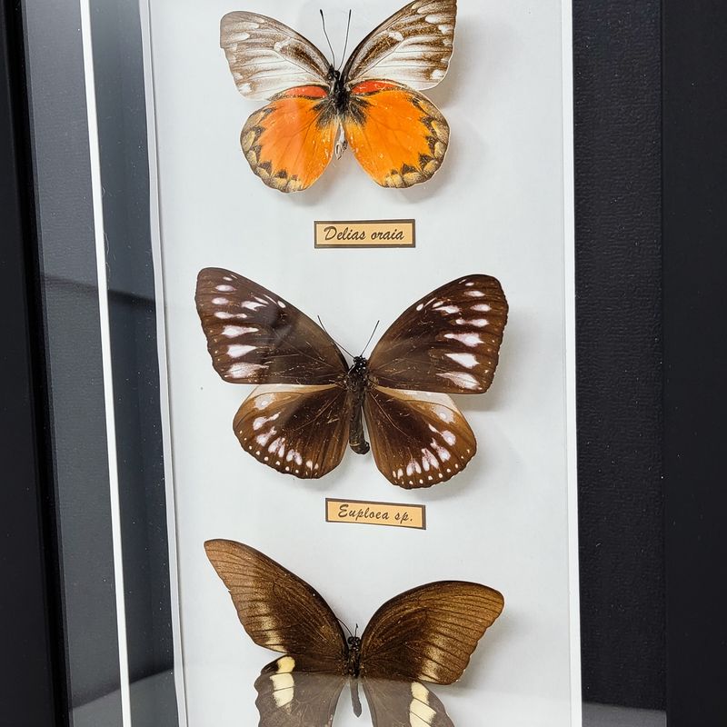 BUTTERFLIES SET OF 3 BOX 2223