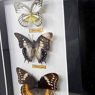 BUTTERFLIES SET OF 4 IN SHADOW BOX 2224