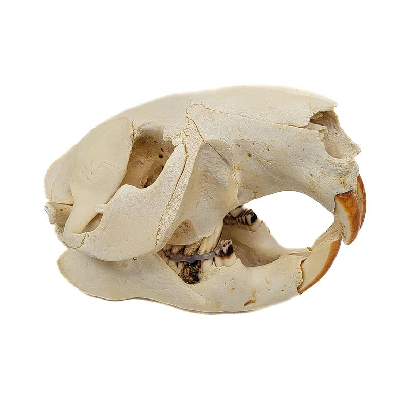 BEAVER SKULL #1 A QUALITY 560