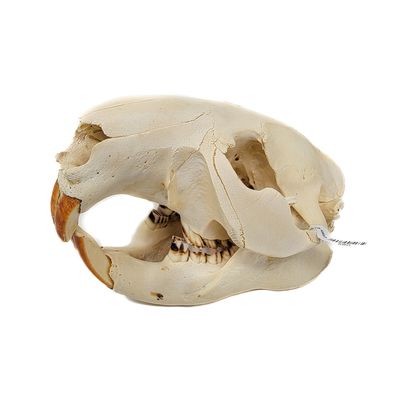 BEAVER SKULL #1 A QUALITY 560