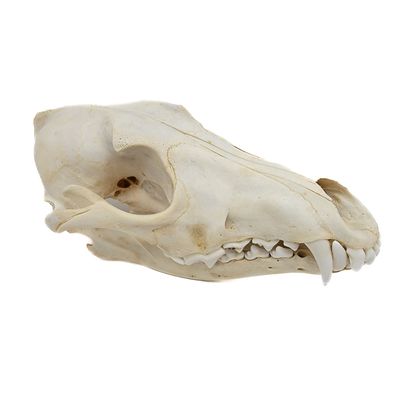 COYOTE SKULL #1 A QUALITY 584