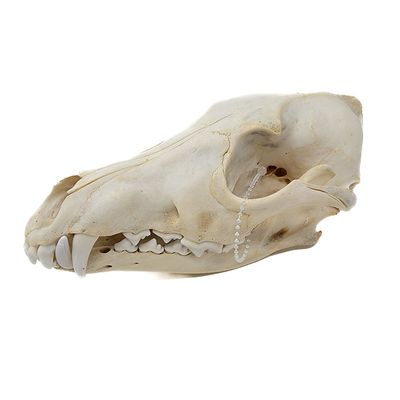 COYOTE SKULL #1 A QUALITY 584