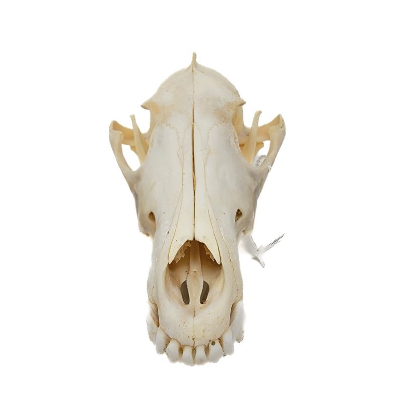 COYOTE SKULL #2 B QUALITY 247
