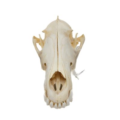 COYOTE SKULL #2 B QUALITY 247