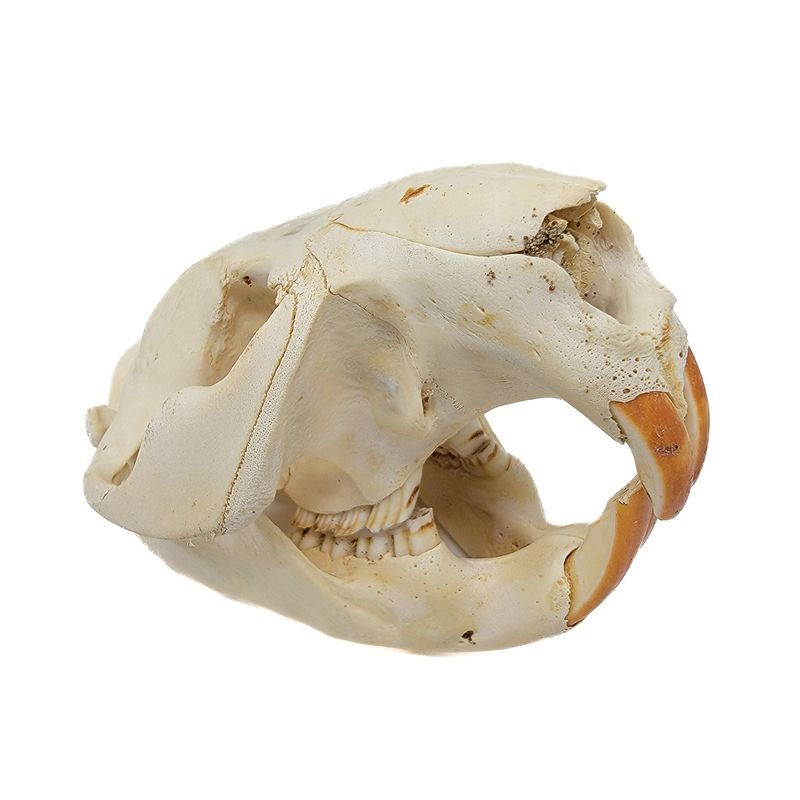 BEAVER SKULL #2 B QUALITY 16253